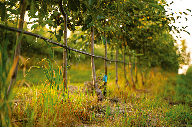 Drip Irrigation